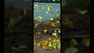 Butterfly 🦋 Gathering at the Banks of the Amazon River in Brazil! Watch the full documentary Here!