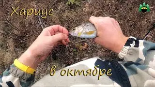 Хариус в октябре.