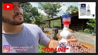 APLICANDO REMÉDIO TOP LINE NO GADO PARA BERNE E CARRAPATOS