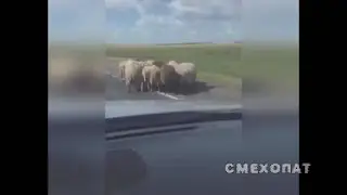 ЛУЧШИЕ ПРИКОЛЫ ПАЦАНЫ ЧО СЛУЧИЛОСЬ ЭЭЭ |  