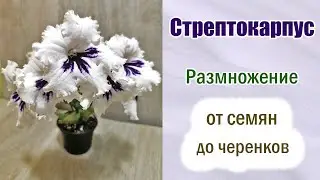Стрептокарпусы.Размножение черенками и семенами.Разные способы.Обзор стрептокарпусов. 