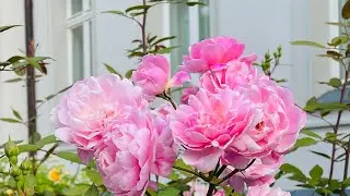 Розы Ботанический Парк в Паланге#парк#цветы#розы