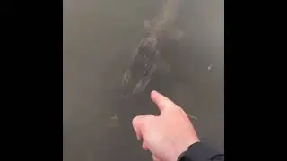 щука. договорняк. бесстрашная рыба!