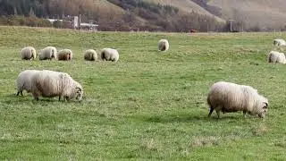 Sheep grazing in Iceland