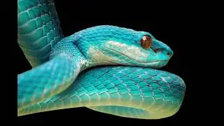 Les plus belles photos de serpents du monde
