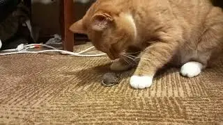 Simba caught a mouse and eats it again!