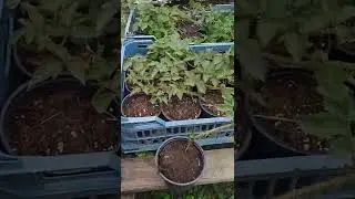 Саженцы Карака Блэк перед посадкой.