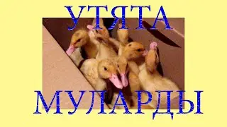 Утята муларды