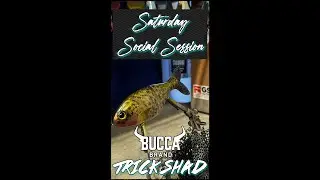 BUCCA BRAND TRICK SHAD (a Saturday Social Session)