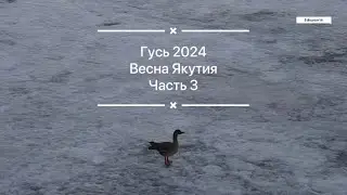 Рядом с Якутском тоже можно добывать гуся! Весна 2024 Часть 3