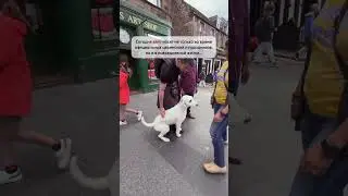 Символы Шотландии. А какие у вас ассоциации? #шотландия #путешествия