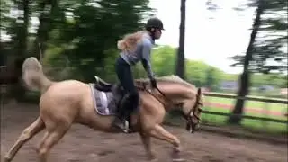 Training with pony 🐎our future show jumper🏇