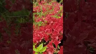 red flower in my mind.
