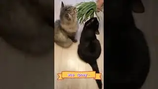 Супер смешные кошки