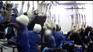 Amazing Ostrich farming In America - Ostrich Farming Technology And Production Process