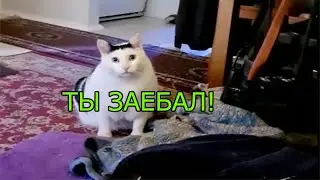 Кот который ненавидит хозяина (Озвучка Ivona Maxim)