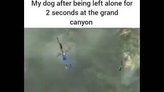 dog at the grand canyon