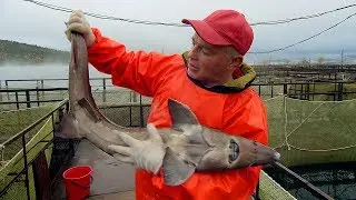 Modern Caviar Production in Russia | Russia on Four Wheels | BBC Studios