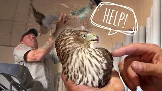 Hawk Trapped in Warehouse for Days!! - Ep. 17