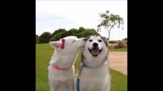 Animaux drôles