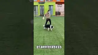 Shocking! This is Why a Black Pup is Mistreated #Doberman #SillyDogLife #BoredomBusters