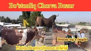 PLATINA MOL BOZORI NARXLARI😲BUQA VA SIGIR NARXLARI. BILAN TANISHING. 🔥🔥🔥💥