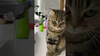 Рыська с утра 😀 #music #bovtfit #cat #сочи #животные #милыеживотные #кошка #кошки #котики #топ #кот
