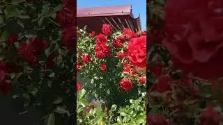 Плетистая роза Ред Парфум