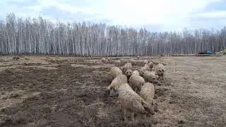 Spring plowing for melons. Mangalitsa Bio-Farm.