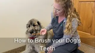 How to Brush your Dog’s Teeth