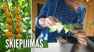 Instrukcija, kaip skiepyti pomidorus - galite tai daryti patys!