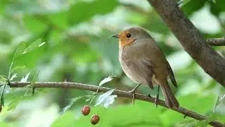A Wildlife Photography Journey | Short Film