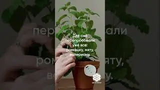 Челлендж здорового сна в клубе «Цветок Жизни» с 1 по 5 апреля! Ссылка на канал в шапке профиля✔️