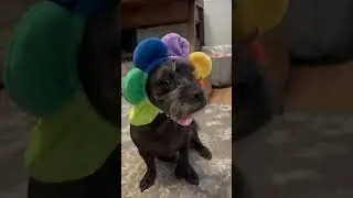 He’s going to get revenge while we sleep. #funny #dogfunnyvideos #doginfluencer