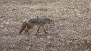 smiling jackal