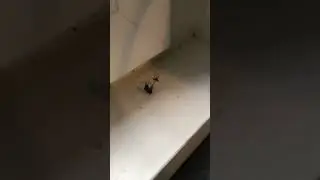 Spiders are NOT to be messed with 
