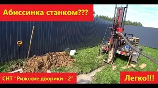 Хорошая абиссинка. СНТ Рижские дворики-2.