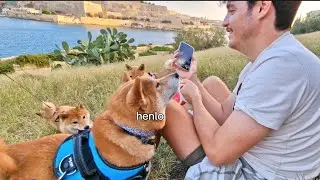 Shiro approaches hooman #4 & #5 ...1st important step!