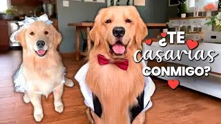 ¿Mi perro se casa? 👰