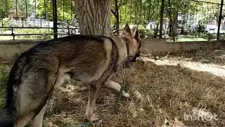 волчок Рич