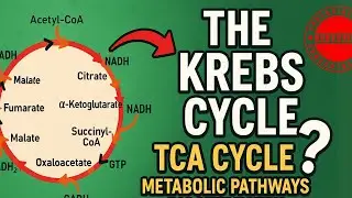 The Krebs Cycle - TCA Cycle - METABOLIC PATHWAYS BIOCHEMISTRY