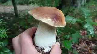 ОСІННІ БІЛІ ГРИБИ!!!