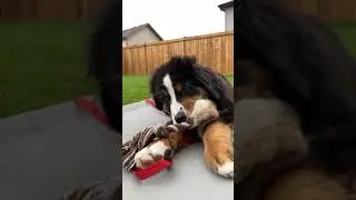 Afternoon Playtime With Bernese Mountain Dog Puppy