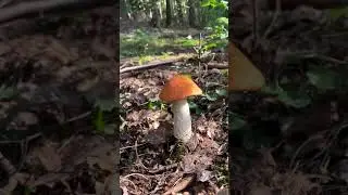 Возьмёшь такой если попадётся?   #грибы #Гриби  #грибиукраїни #mushrooms #mushroomhunting #蘑菇 #采蘑菇