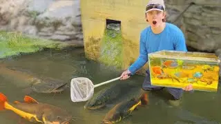 Netting Wild EXOTIC FISH For My NEW AQUARIUM!