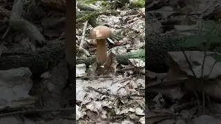 Glade of oak porcini mushrooms