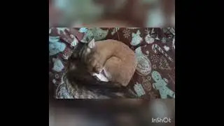 Марси умывает Персика.