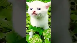 cutest kitty 😍🐈#cute #meowing#viral #short#reels#viraltrend#trend