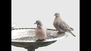 Visitors at my Birdbath