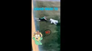 The friends never bear to grow up #2 - Funny Dogs - Funny animal - Laugh more TG